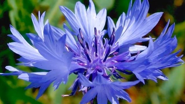 Дина Мигдал - Васильки смотреть онлайн