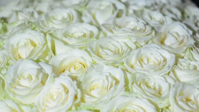 PROSTOROZA.RU - 101 белая роза (70 см) смотреть онлайн