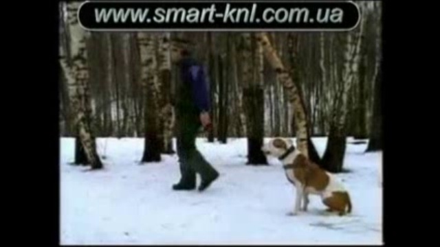 Про питбуля