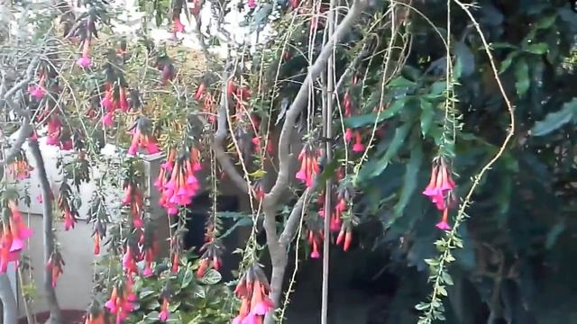 В оранжерее дворца Шёнбрунн в Вене. смотреть онлайн