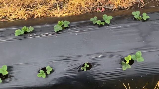 Клубника и виноград. 14.04.2019 Участок 2 смотреть онлайн