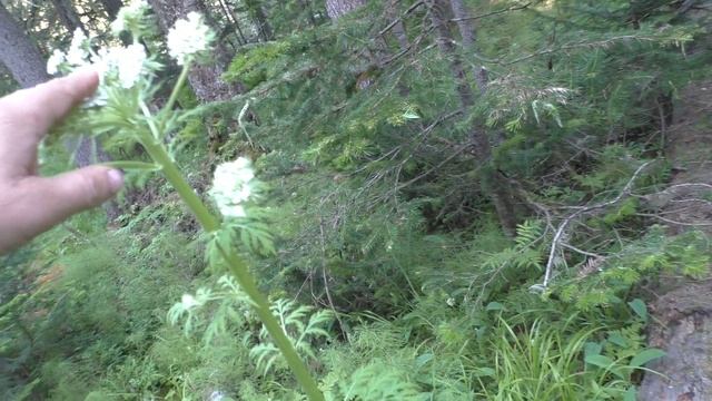 Ребросемянник Растение Тайги Неизвестное растение Реброплодник 00219 смотреть онлайн