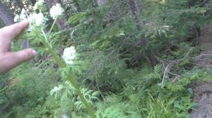 Ребросемянник Растение Тайги Неизвестное растение Реброплодник 00219