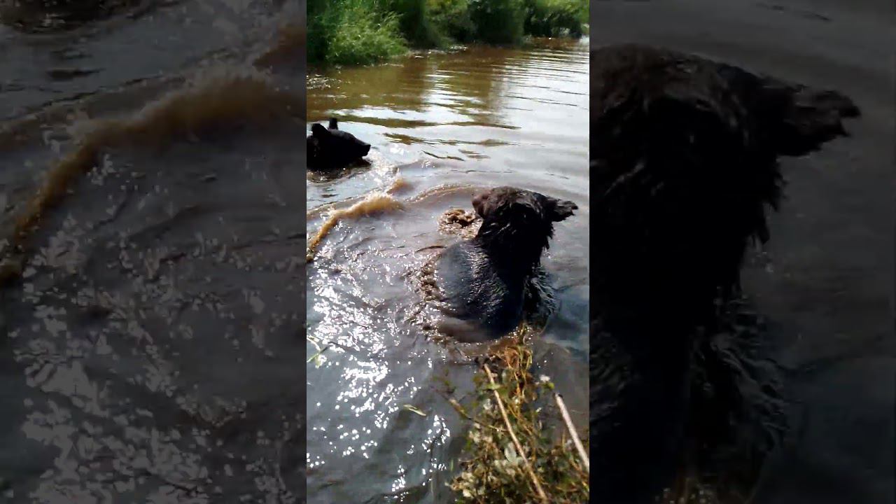 Буржуй и непобедимая кочка. #медведь #bear смотреть онлайн