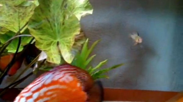 Дискус Diskus и нимфеи в кокосах