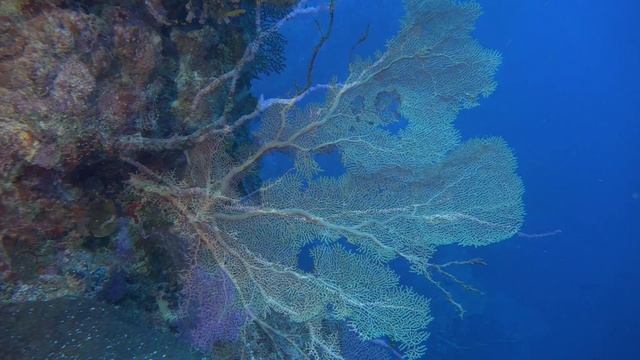 Tubbataha Reef Diving 2017 (1/2) Philippines смотреть онлайн