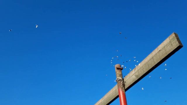 Голуби тренировка утро 6:00 смотреть онлайн