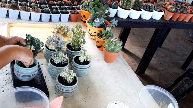 Variegated Succulents let us pot them смотреть онлайн