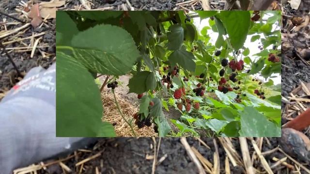 Звенья одной цепи//Куриная подстилка как удобрение смотреть онлайн