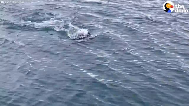 Otter Jumps On Guy’s Boat To Escape Orca | The Dodo смотреть онлайн