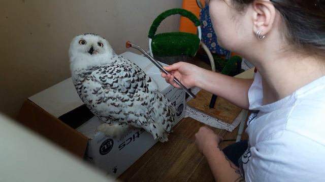 Мадам - белая(полярная) сова смотреть онлайн