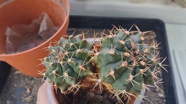 Распаковка. Кактусы в подарок ? смотреть онлайн