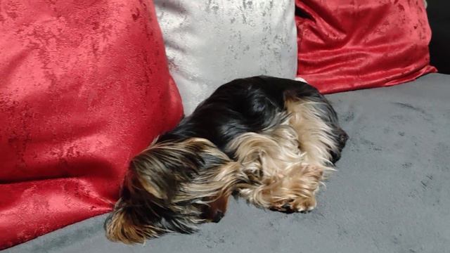 Вечер, маленький Йорк по имени Найля хочет спать.Пожелаем ей спокойной ночи. смотреть онлайн