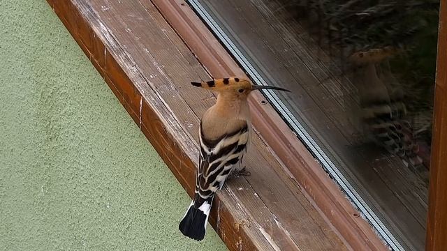 Дикие животные. Трансильвания – Румыния. Wild Animals. Transylvania, Romania. Удод - Hoopoe. смотреть онлайн
