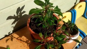 Бальзамин новогвинейский. Паутинный клещ.