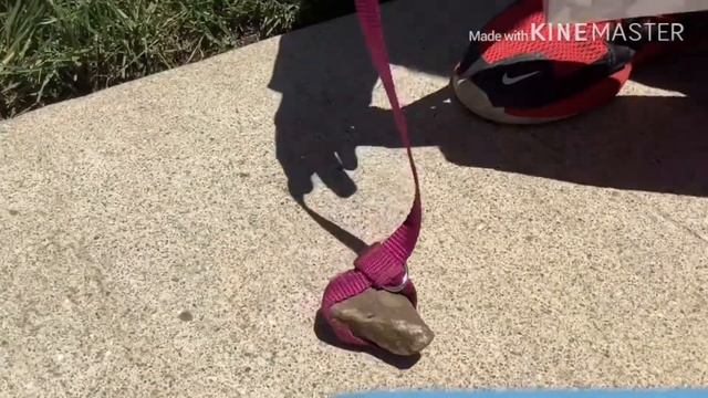 How To Train Your Pet Rock. смотреть онлайн