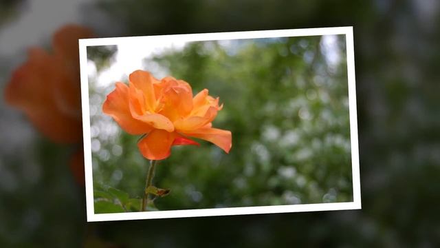 Westerland Rose