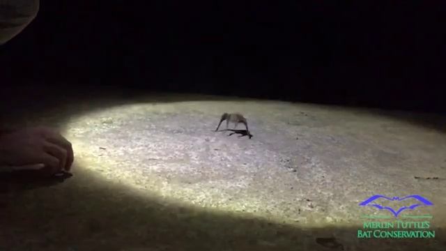 Vampire bat running take off! смотреть онлайн