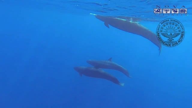 False killer whales in the Azores смотреть онлайн