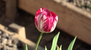 6 соток 27 мая 2024 года. хроника.