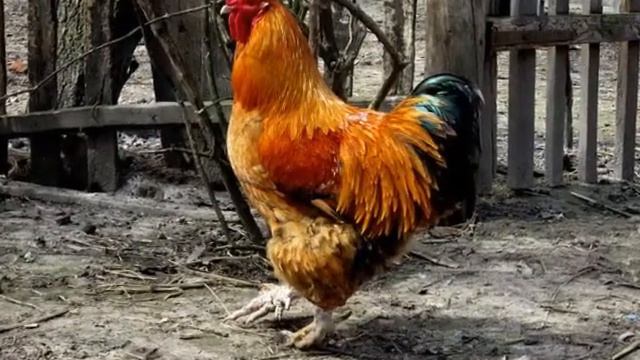 Птицы смотреть онлайн