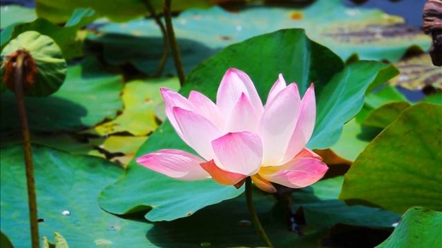 Qigong Music for Heart Opening смотреть онлайн