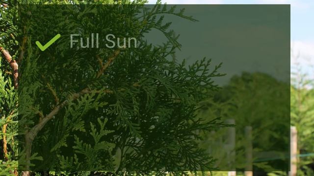 A focus on Western Red Cedar hedging: All you need to know about Thuja plicata смотреть онлайн