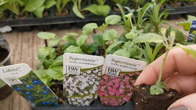 Прикупила черенков смотреть онлайн