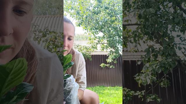 Распаковка посылки.саженцы крупнолистной гортензии от Татьяны (вечное лето) . смотреть онлайн