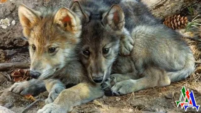- Не убивай моих детей! Помоги им, человек! – СКУЛИЛА раненая ВОЛЧИЦА, прикрывая ВОЛЧАТ лапой смотреть онлайн