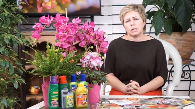 Гортензия метельчатая ФРАЙЗ МЕЛЬБА (Fraise Melba Renault) ? Cоветы по выращиванию - прямой эфир смотреть онлайн