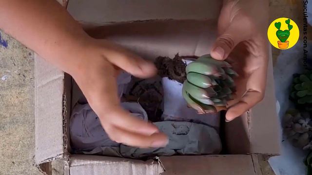 Unboxing De Fin De Año SUCULENTAS CON AMOR