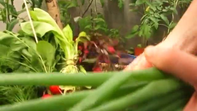 Программа Дачные сезоны от 20 мая 2017г. смотреть онлайн