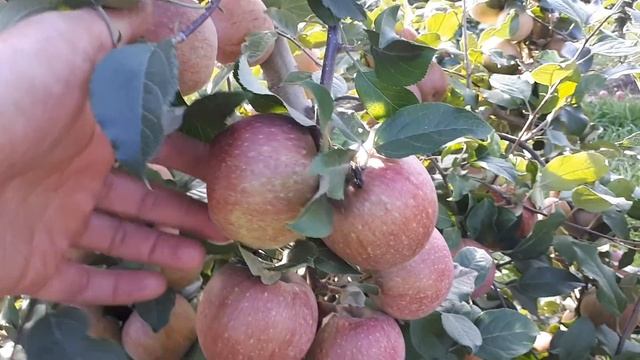 Фуджі ( Fuji Kікu 8 )збираєм врожай на Поділлі. ( Fuji Kiku 8 Growing On Ukraine)