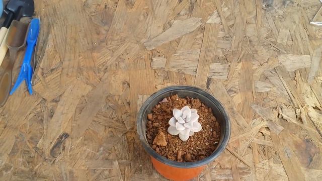 || GRAPTOPETALUM VICTOR KANE VARIEGATED || смотреть онлайн
