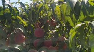 Персик ФРОСТ урожай 2020г.