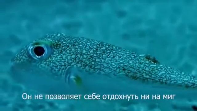 иглобрюх художник. смотреть онлайн