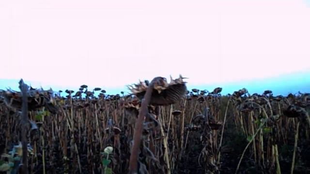 FloridaYalta тройной обмен квартир в Ялте. Афёра века