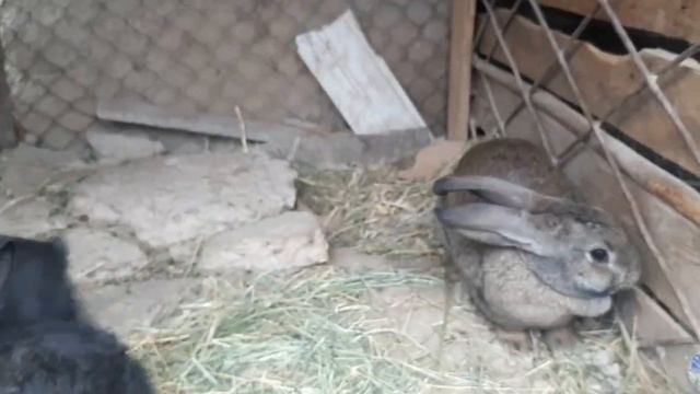 QUYON BOQISH SIRLARI QUYONLAR BOLALAGAN JOYIDAN UDAR VIDEO 03.012022