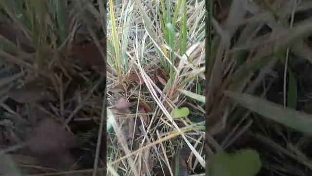 Рыбалка на грибы смотреть онлайн