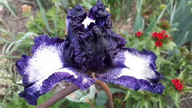 Ірис Grapetizer... Як вам красунчик? #ирис #цветы #мояжизнь #olgakrizhanovskaya #райцветов смотреть онлайн