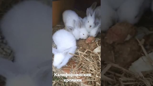 #калифорнийцы #кролики #кролики_разведение смотреть онлайн