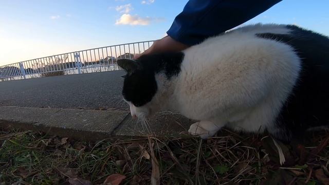 牛みたいな猫がモフられに駆け寄って来た смотреть онлайн