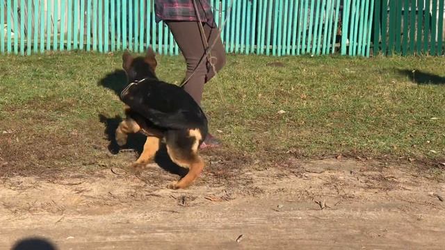 Стюарт ф. Хаус Энжел 3 мес смотреть онлайн