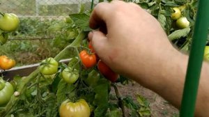 ? Томат "Красная стрела" F1 | Аэлита