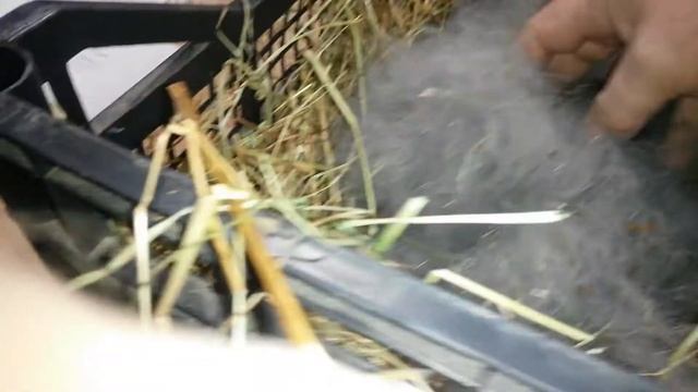 Кролики Полтавское серебро..зимние 5 дней смотреть онлайн