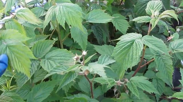 Жаклин - очень сладкий сорт ремонтантной малины смотреть онлайн