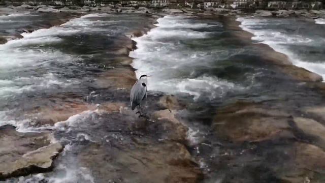 Fischreiher Graureiher am Dreisam in Freiburg/ серая цапля на реке Драйзам /зимний Фрайбург 6.01.21 смотреть онлайн