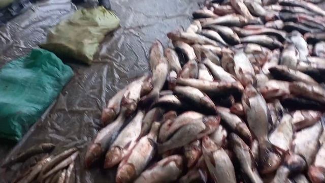 Chinoz Baliq Bozori Narxlari !!!