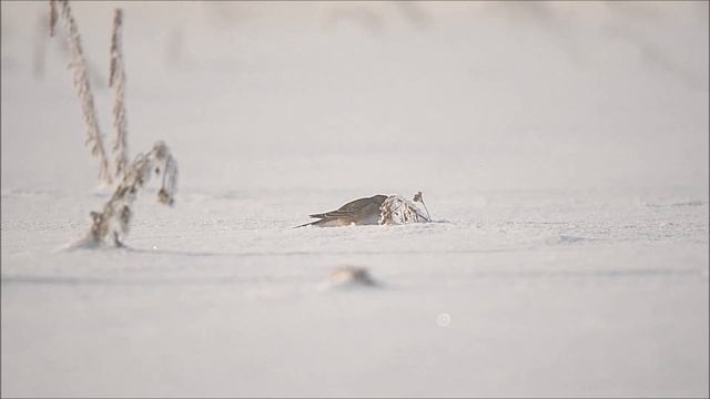 Куропатки и рогатые жаворонки смотреть онлайн
